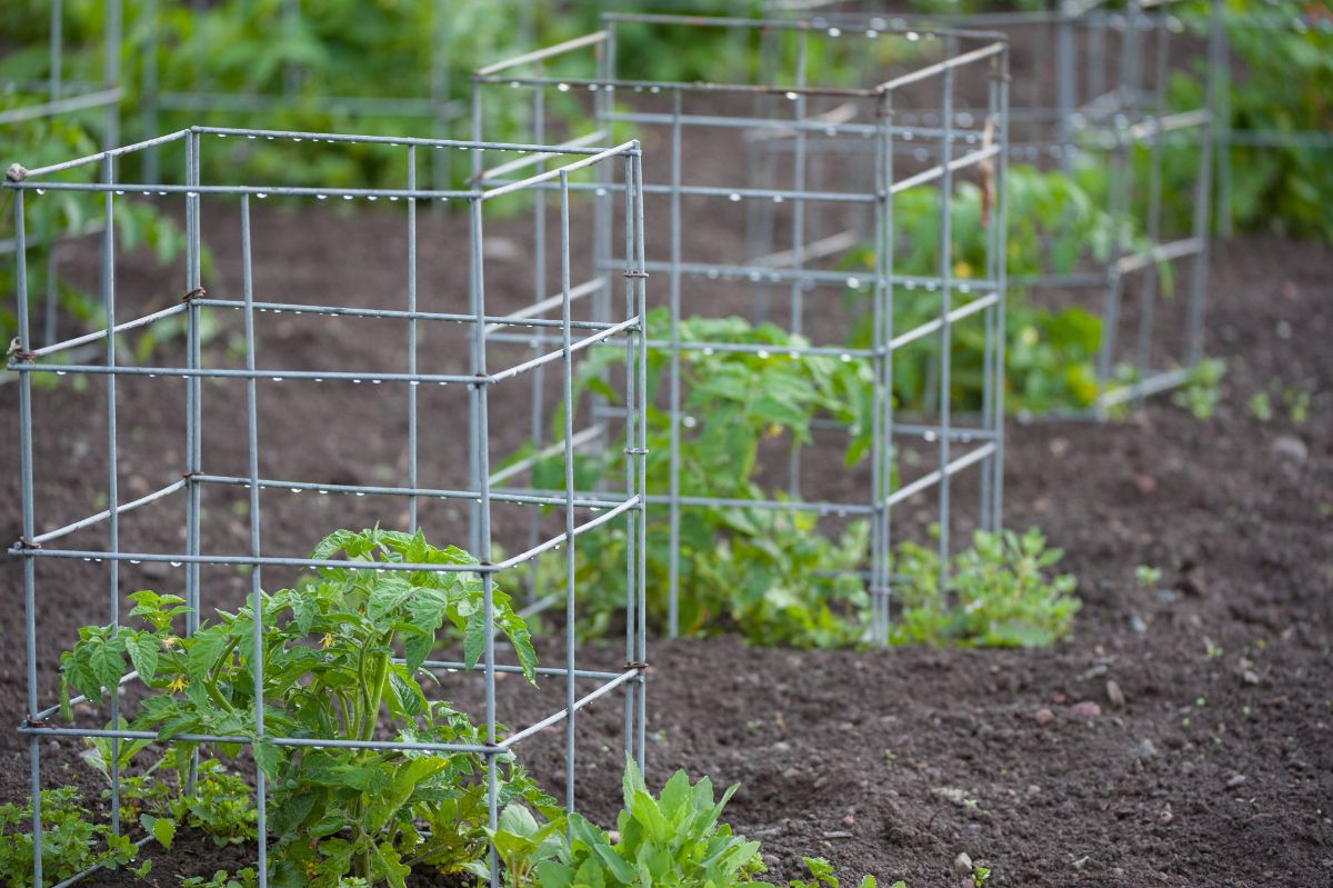 Small square tomato cages for determinate tomatoes
