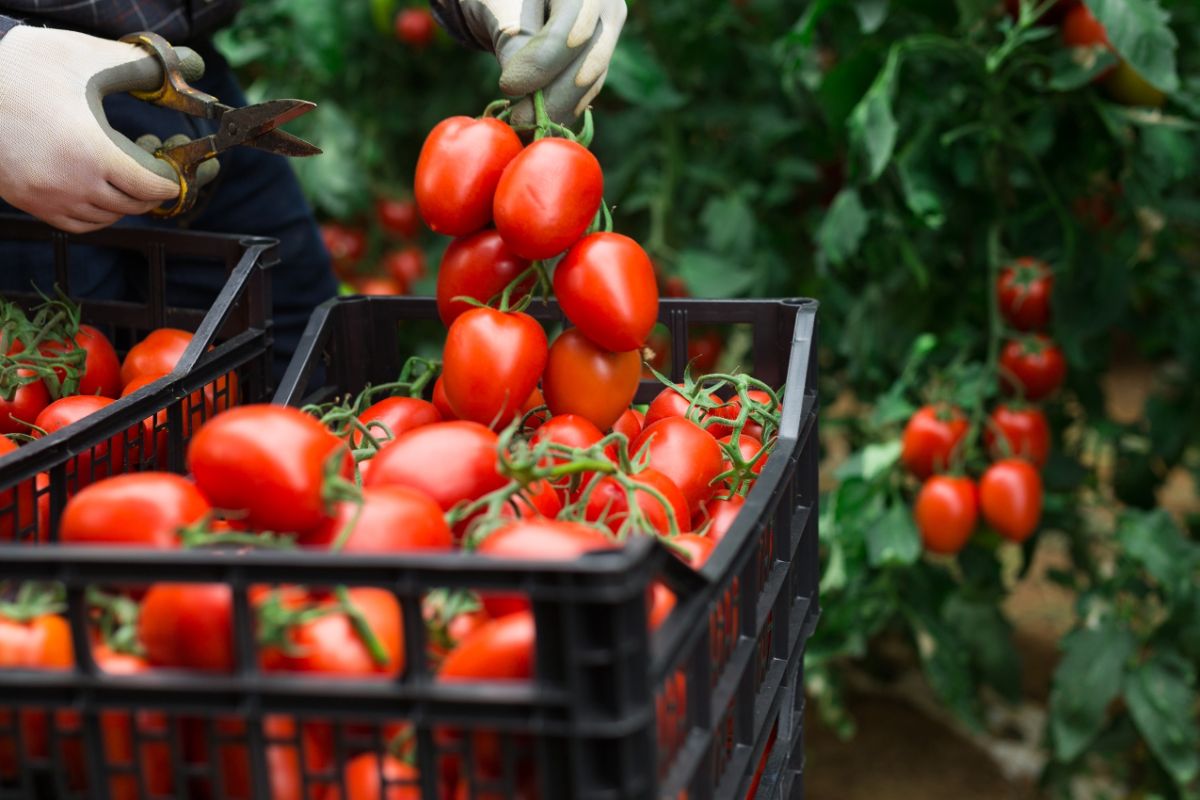 Fresh tomatoes in a harvest tote