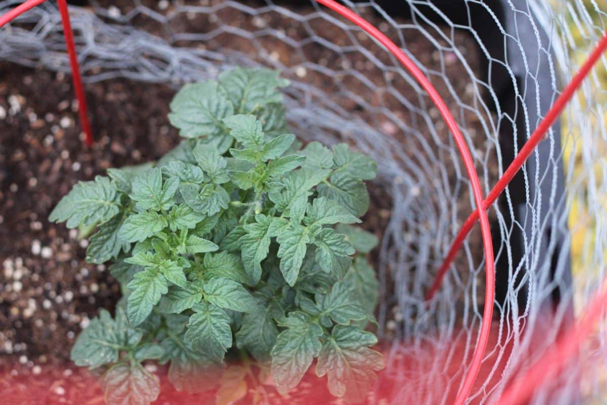 A young tomato plant in a wire cage