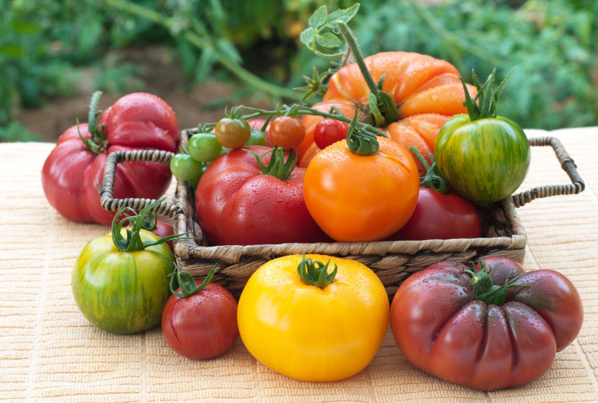 A variety of colorful tomatoes on a table