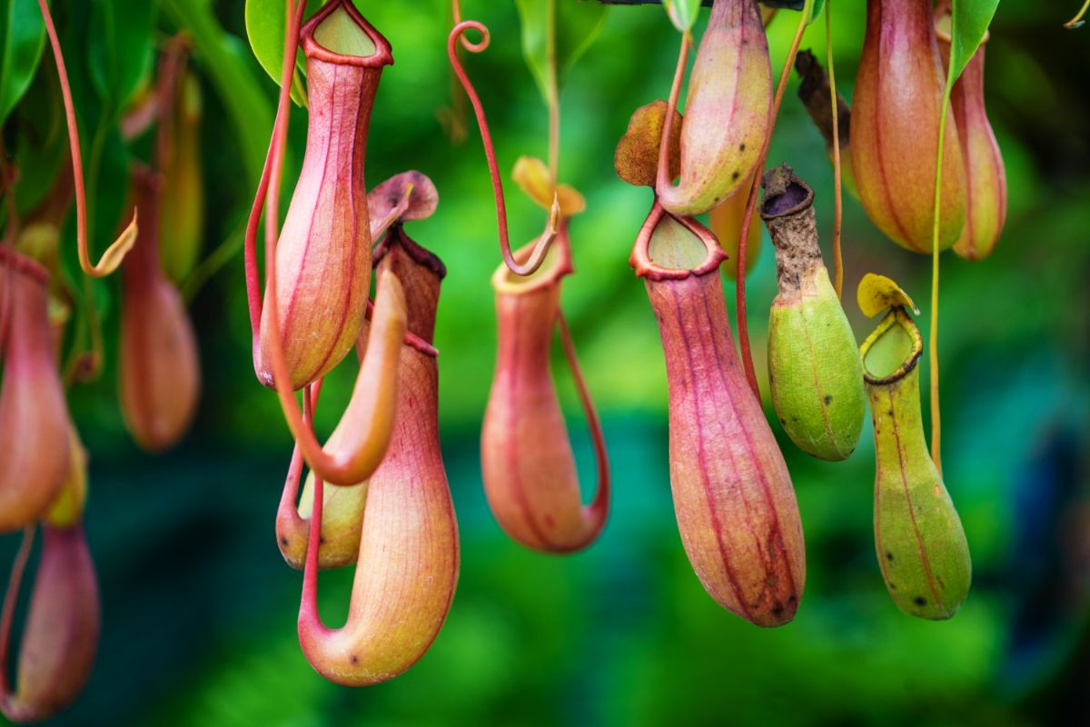 A pitcher plant houseplant in a hanging basket