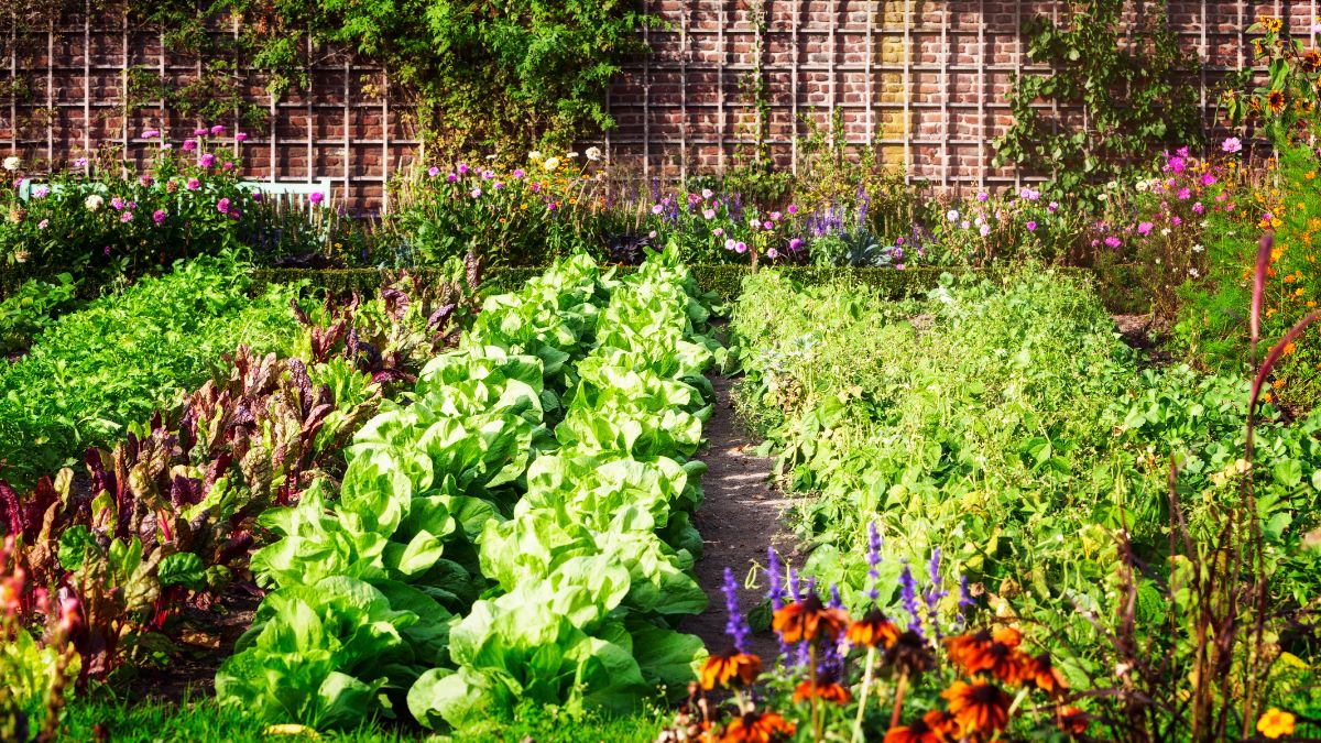 An early summer garden with lettuce plants