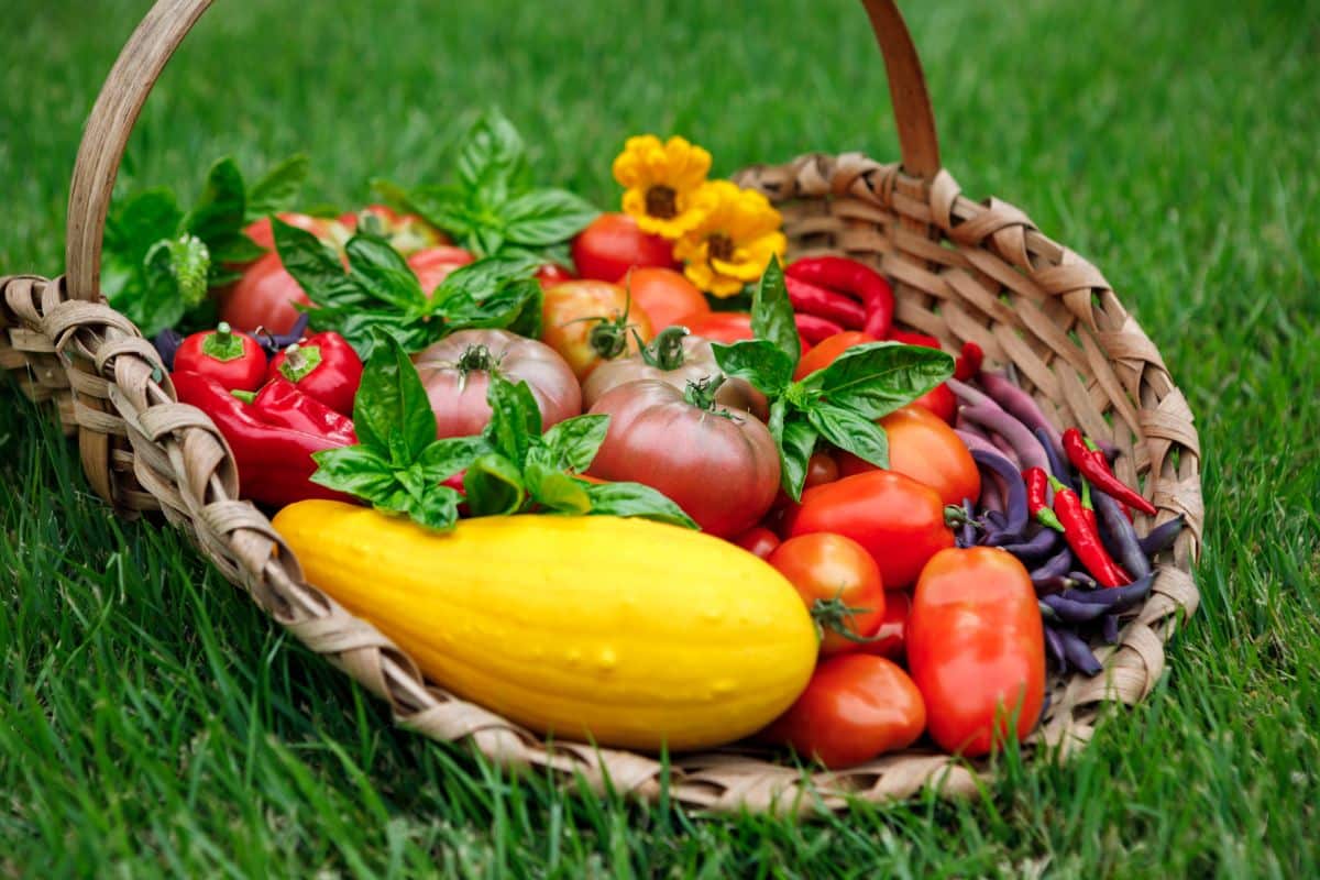 Fresh garden vegetables harvested in hot summer months