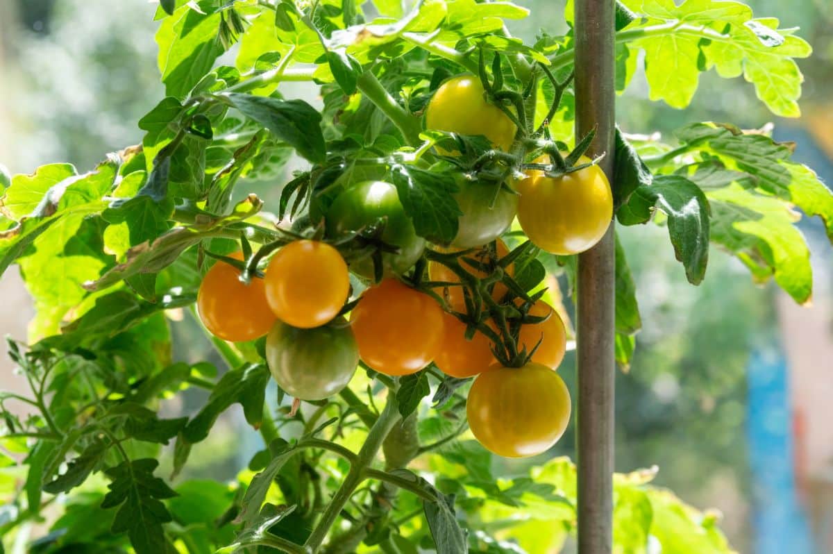 Yellow cherry tomatoes ripening on the vine