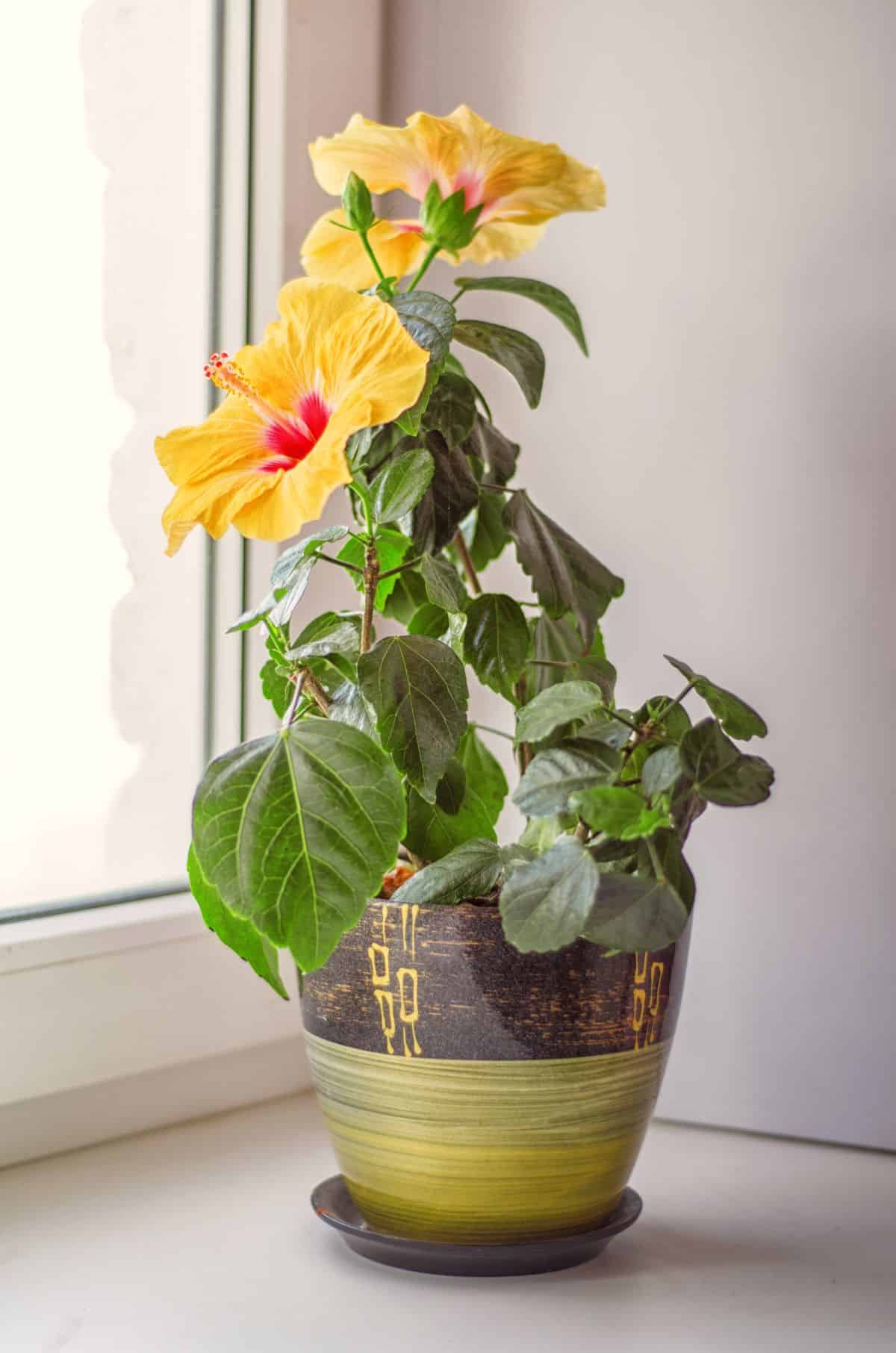 A beautiful pink-centered, yellow blossomed hibiscus plant indoors