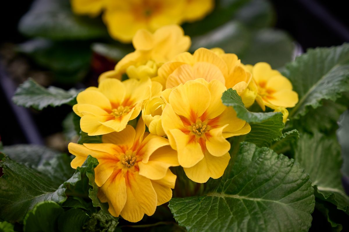 Bright yellow flowering houseplant