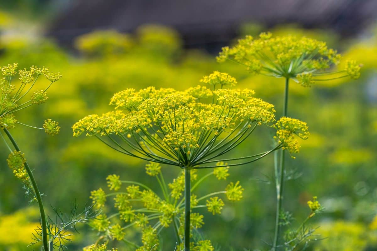 Dill plant in flower