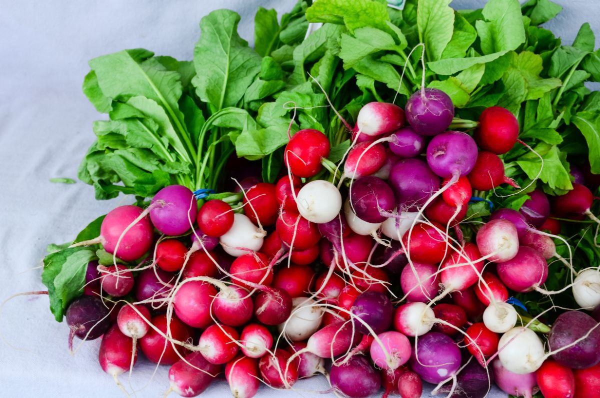 A colorful bunch of Easter Egg radishes