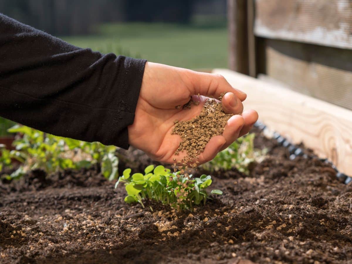 A gardener fertilizing young plants