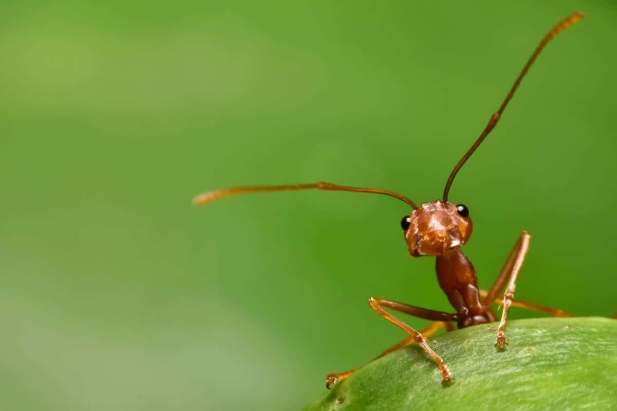 An ant peaking out over the top of a leaf in the garden