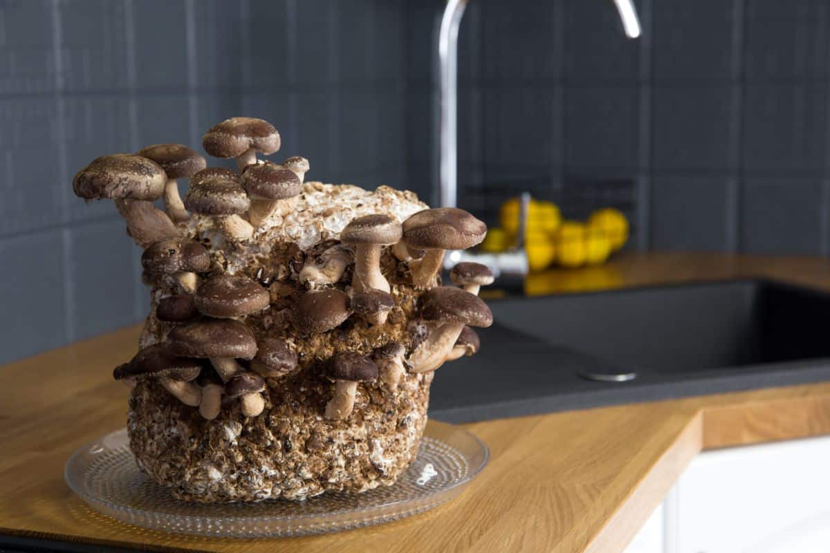 Shiitake mushrooms grown inside from a kit