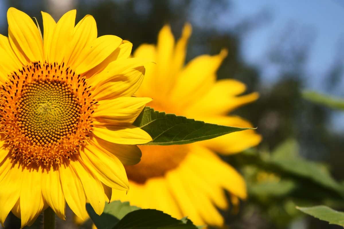 Bright yellow sunflower heads