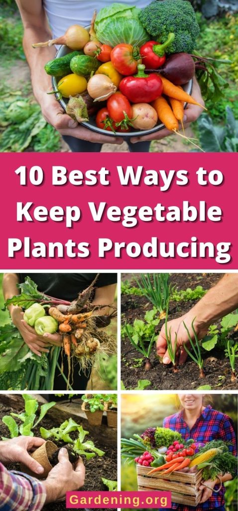 10 Best Ways to Keep Vegetable Plants Producing pinterest image.