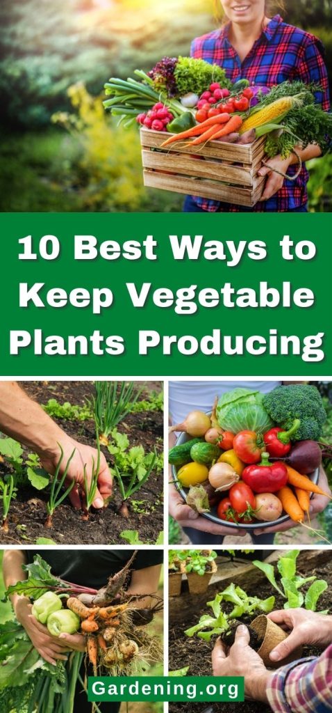 10 Best Ways to Keep Vegetable Plants Producing pinterest image.