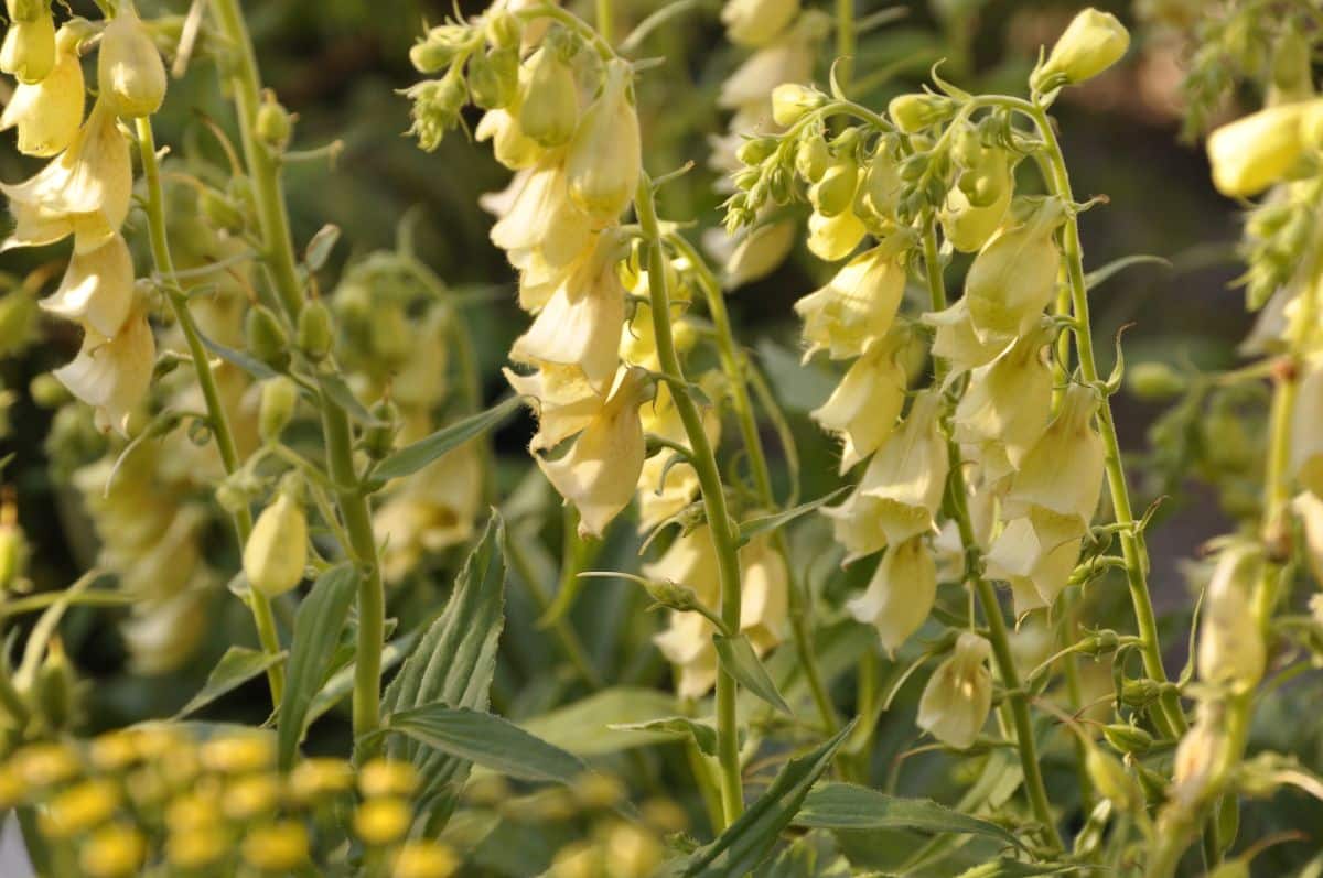 Foxglove flowers in bloom