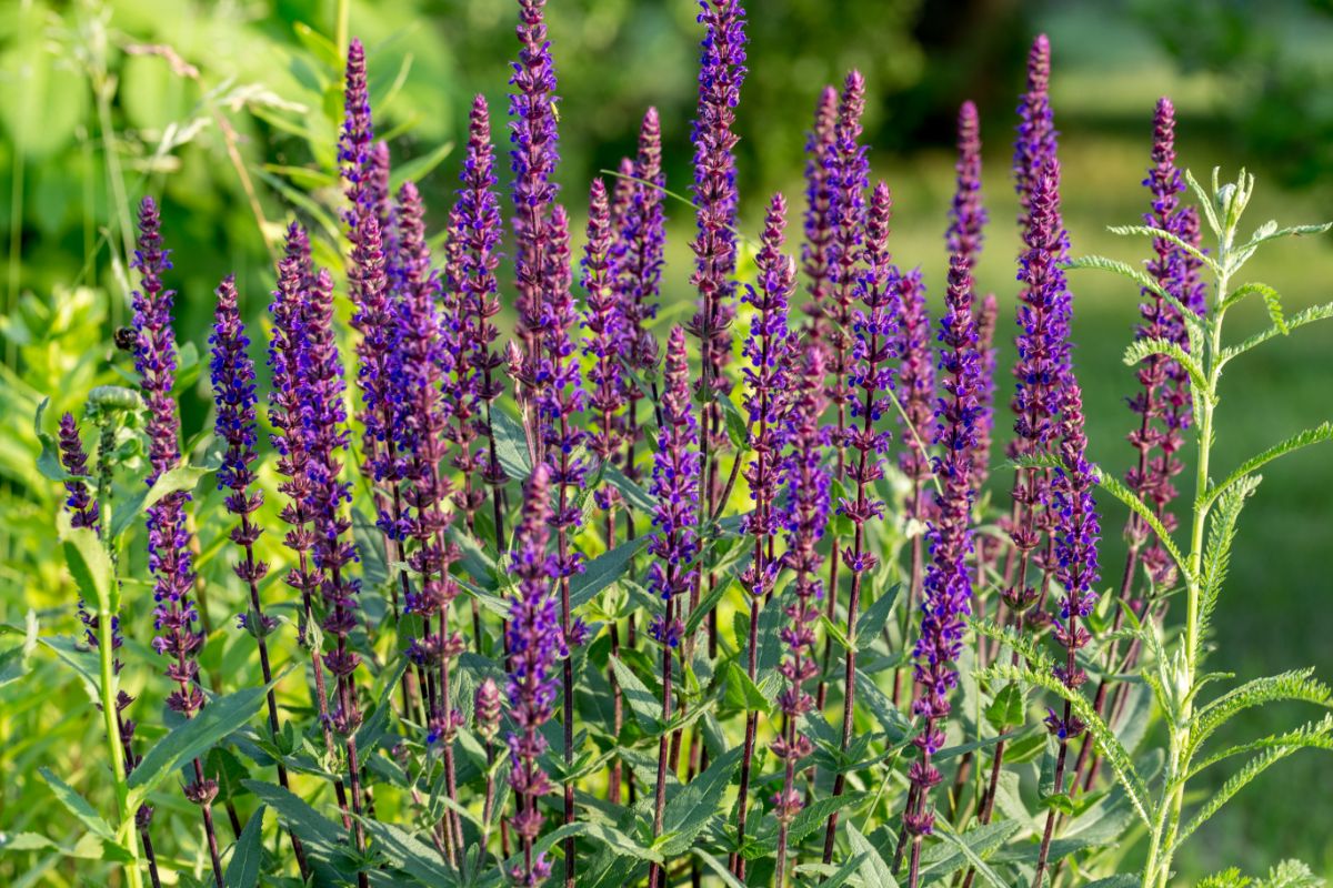 Spikes of purple flowering salvia plants