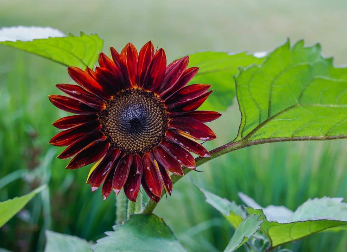 Dark burgundy Chianti sunflower