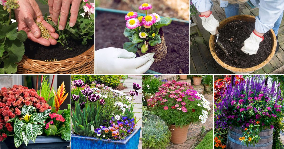 Define Planter 10 Tips for Creating Beautiful Planters and Container Gardens - Gardening