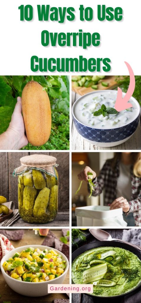 10 Ways to Use Overripe Cucumbers pinterest image.