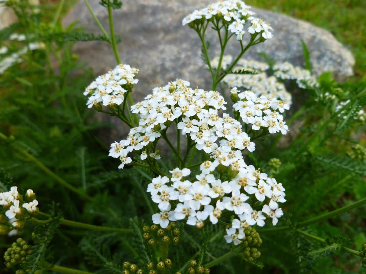 White flowering yarrow used as a companion plant