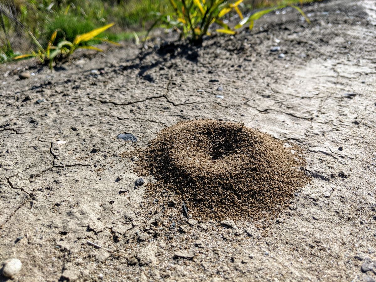 An ant hill in bare garden soil