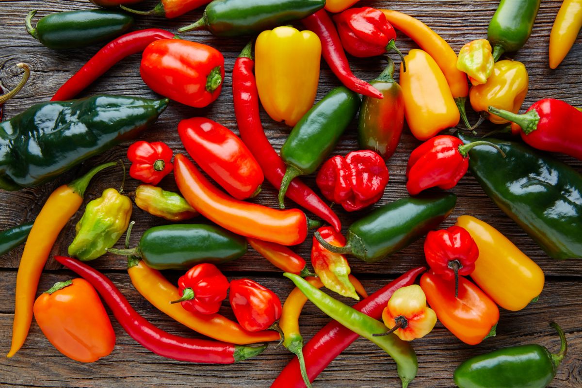 A variety of peppers for making fermented hot sauce