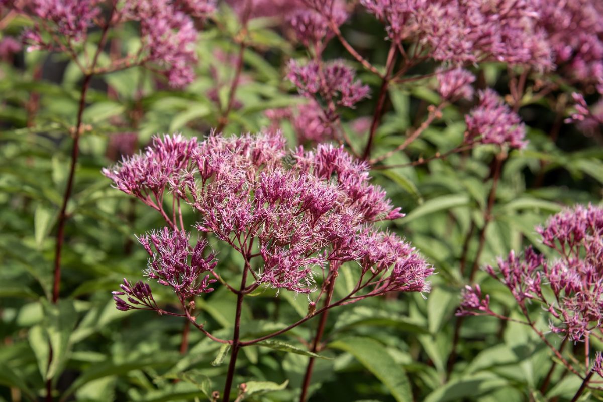 Purple flowering Joe Pye Weed