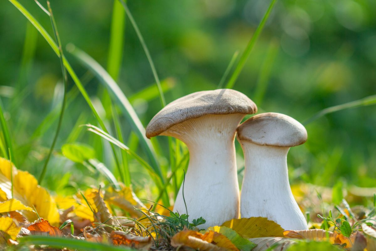 A pair of King Trumpet mushrooms