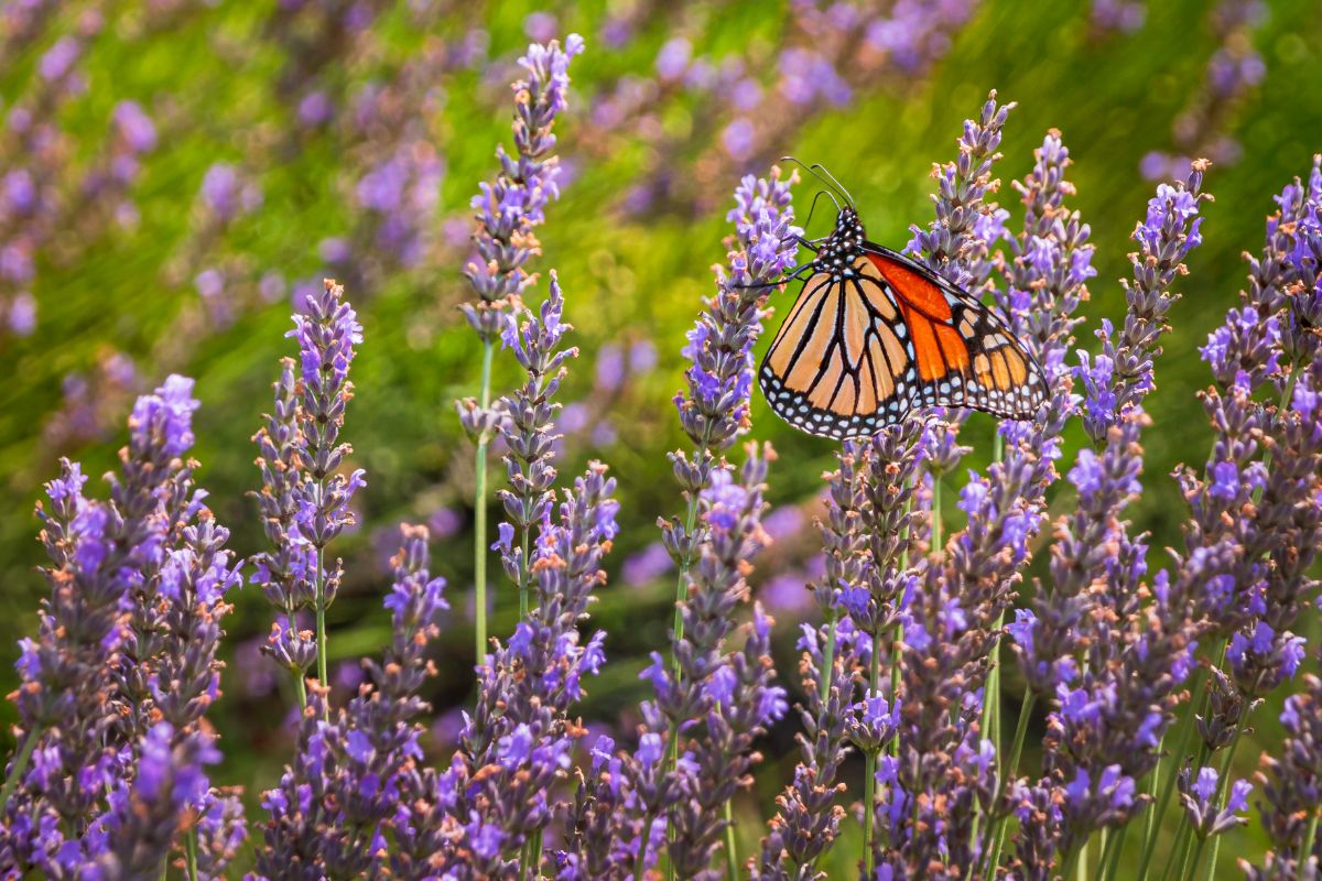 A monarch butterfly on a lavender plant