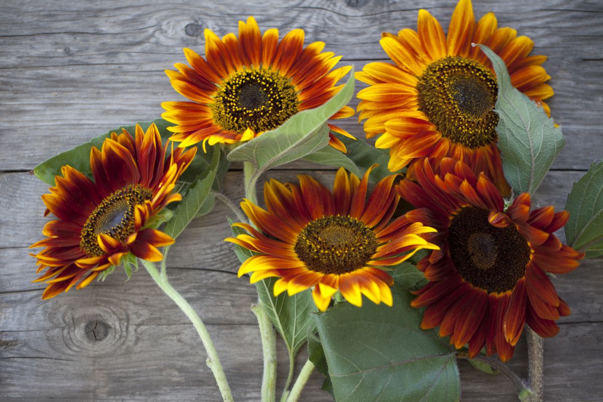Autumn beauty sunflowers