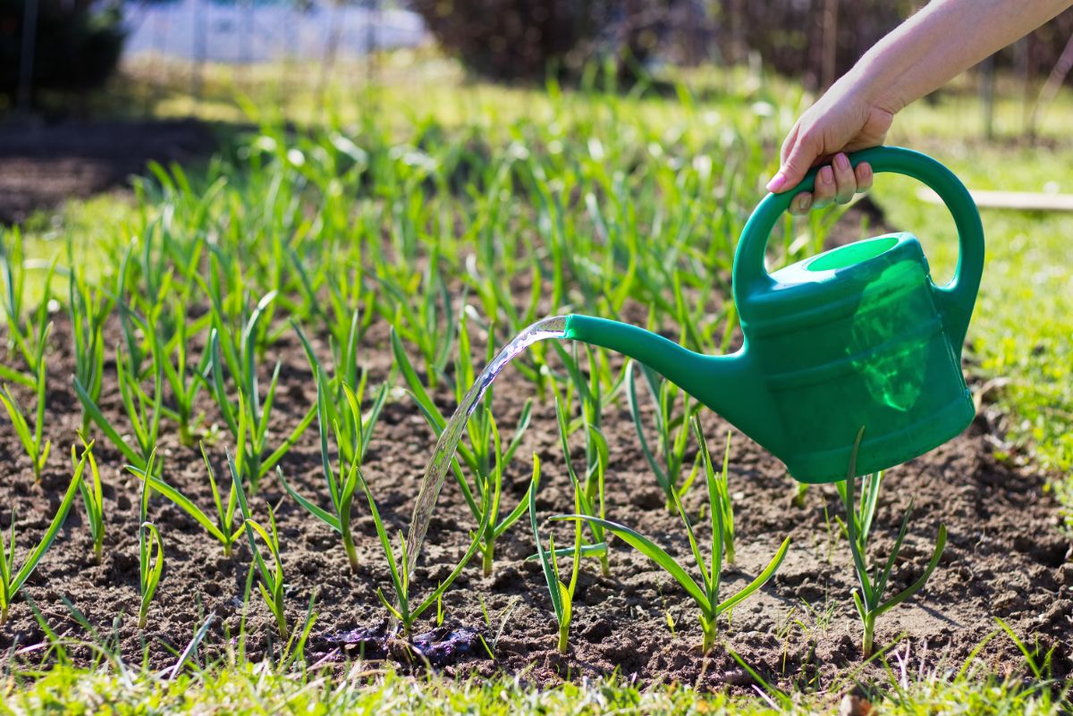 A gardener waters a garlic bed