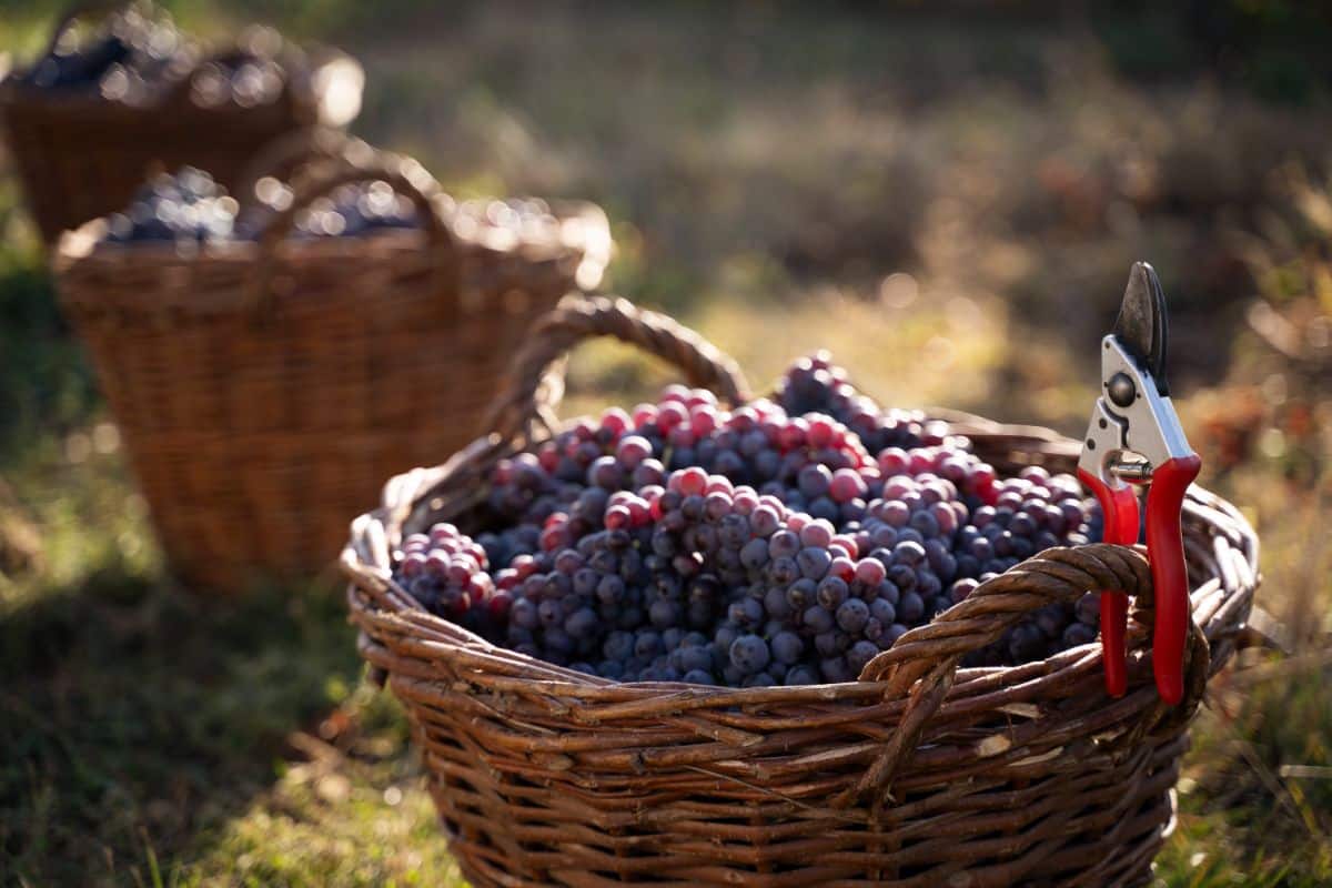 A basket made from grape vines, filled with grapes
