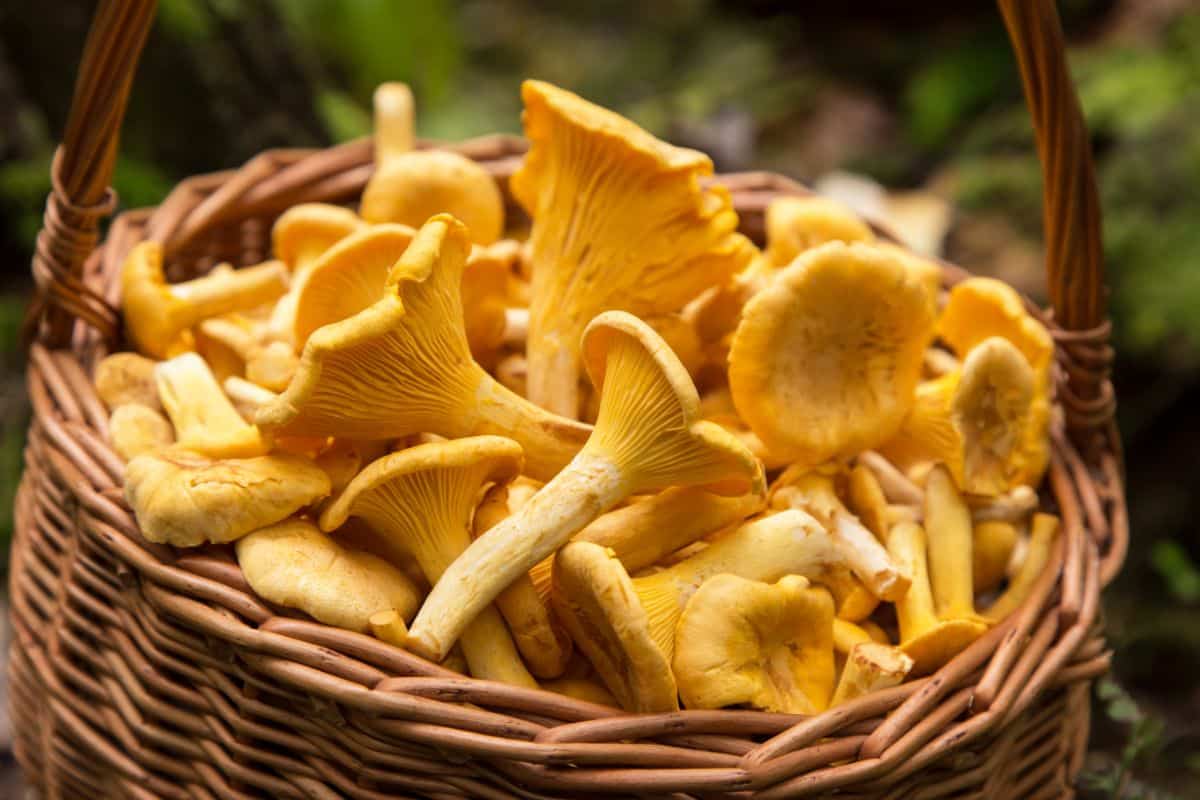 A basket full of yellow chanterelle mushrooms