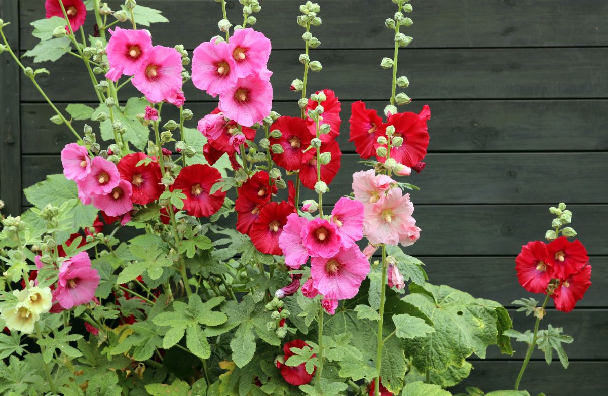 Pink and red hollyhocks in flower