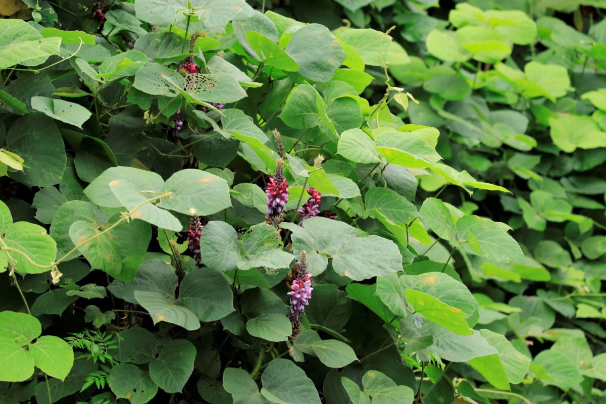 Purple flowering Kudzu vines