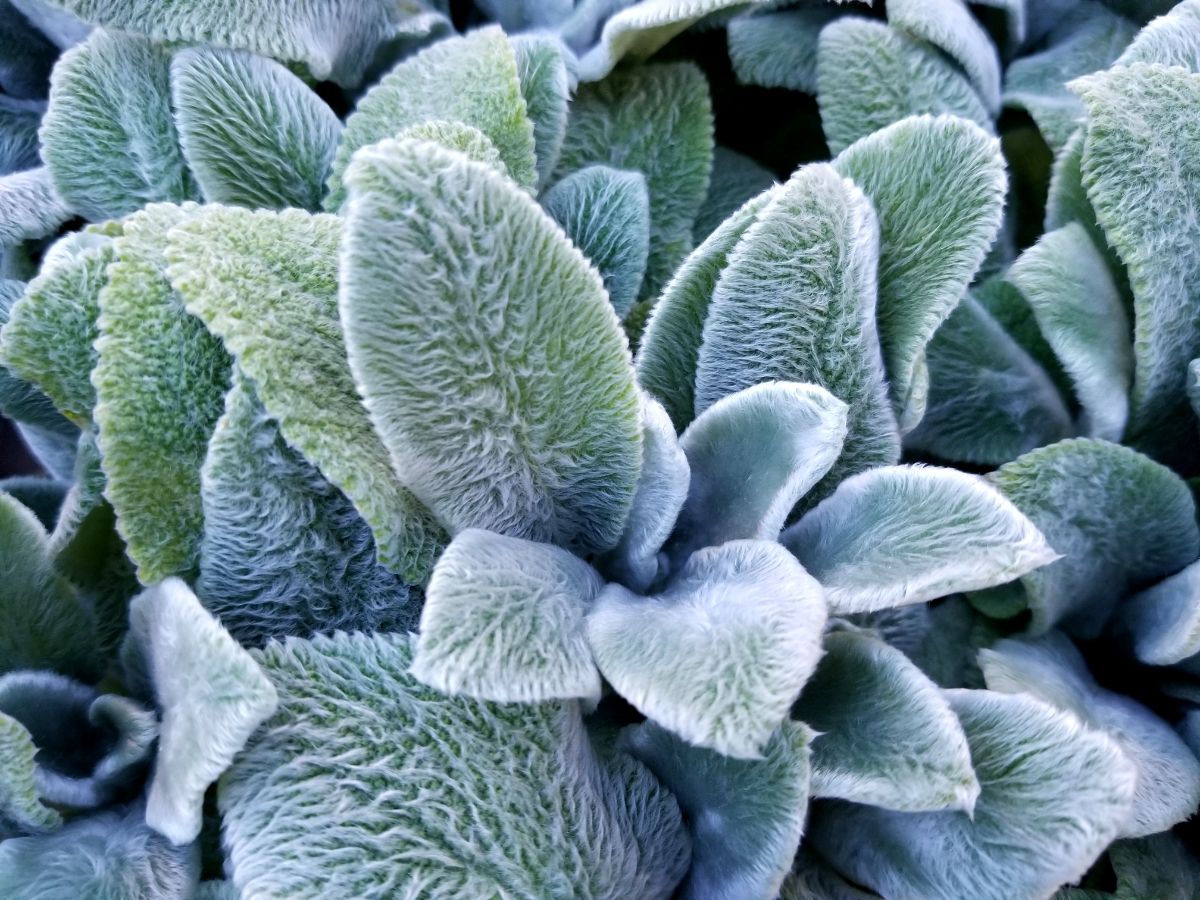 Fuzzy green lamb's ear plant