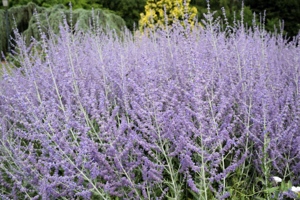 Purple flowering Russian sage as a companion plant
