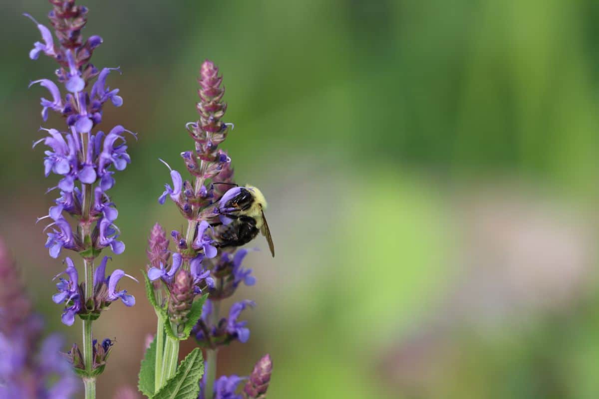 A bumblebee on flowering sage