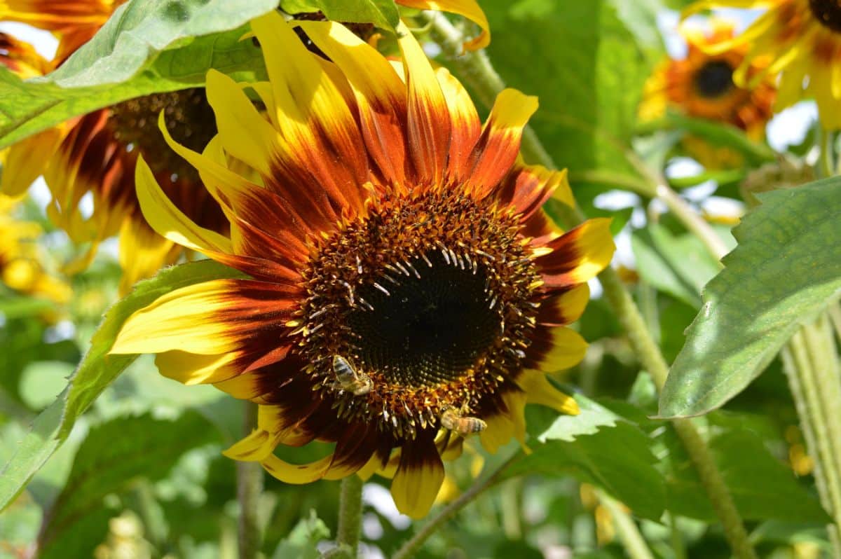 Joker sunflower variety
