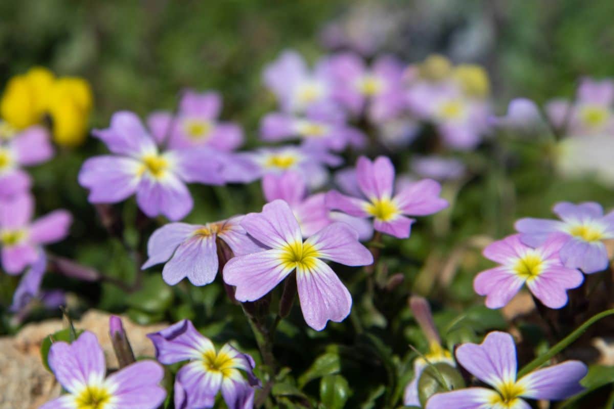 Purple Virginia stock flowers