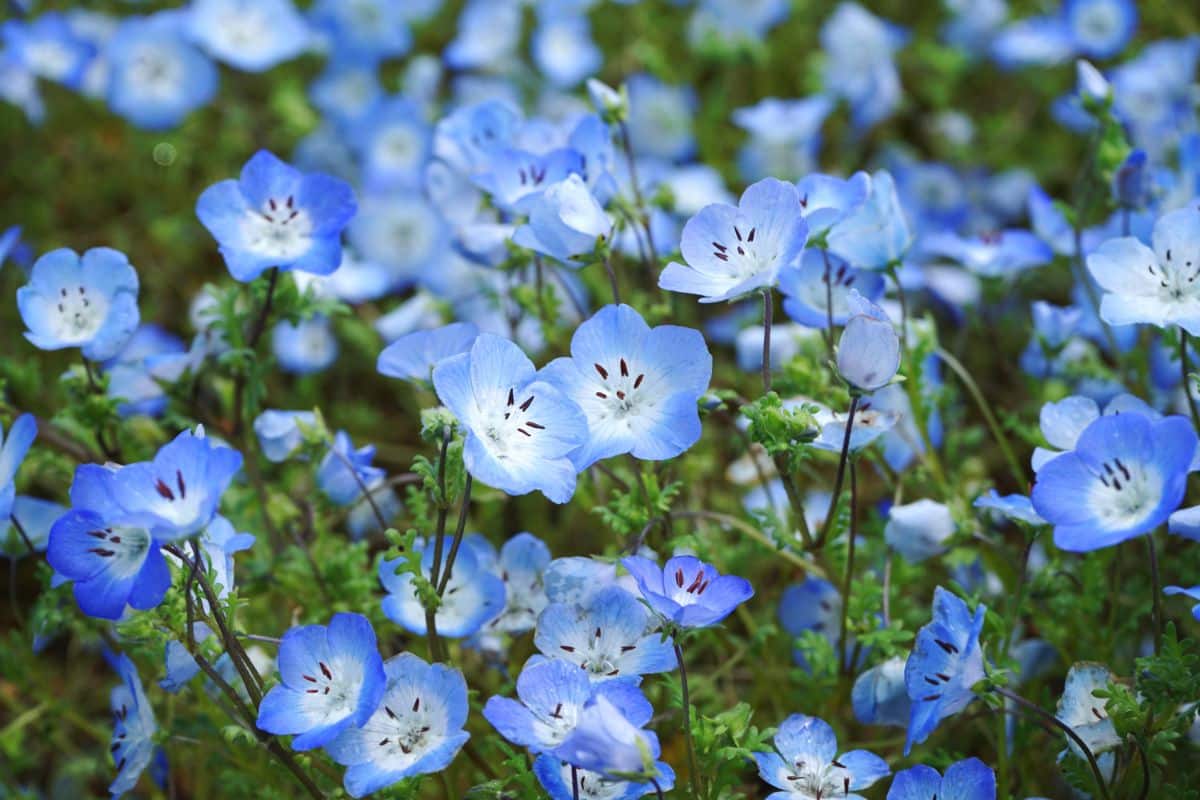 Baby blue eyes flowers