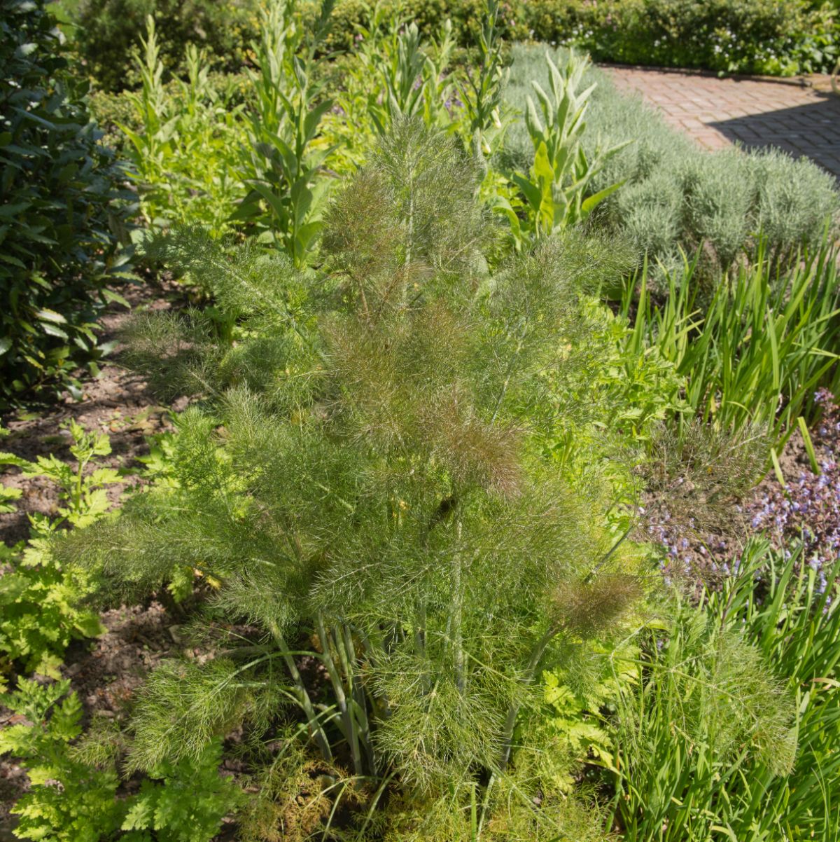 Bronze fennel plant