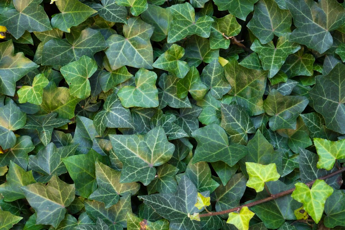 English ivy for basket weaving