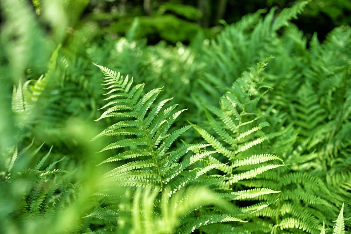 Perennial ferns in a garden