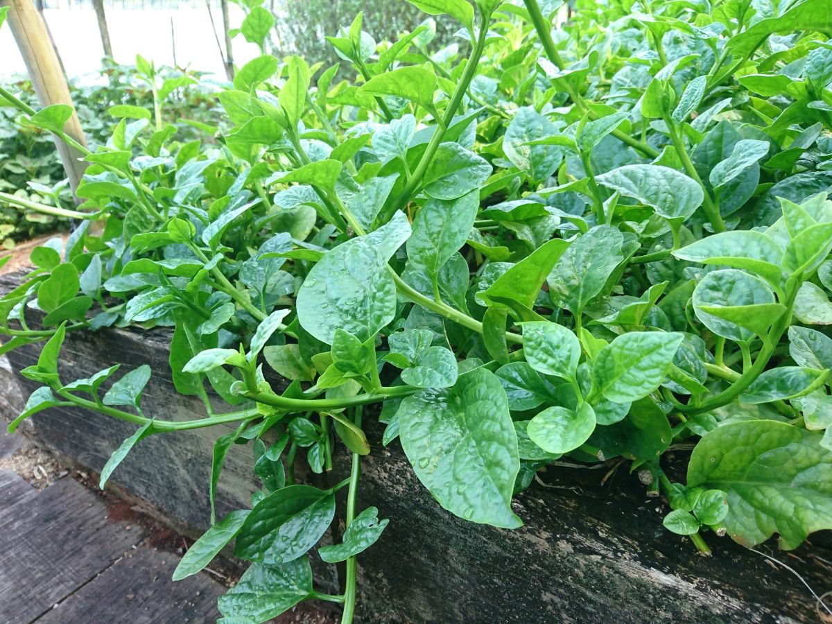 Malabar spinach climbing in a garden bed