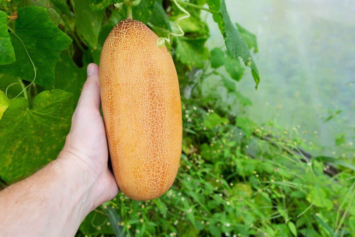 A large, overripe cucumber for seed saving