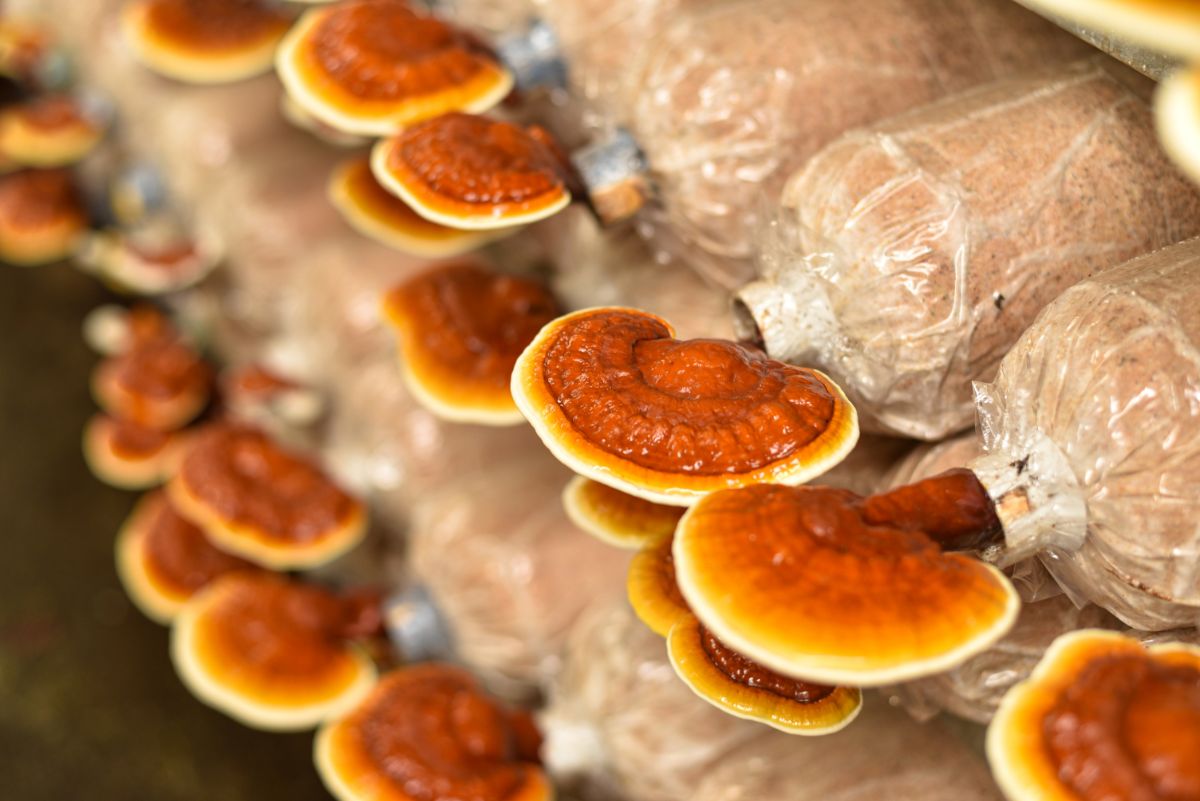 Reishi mushrooms growing sideways out of substrate