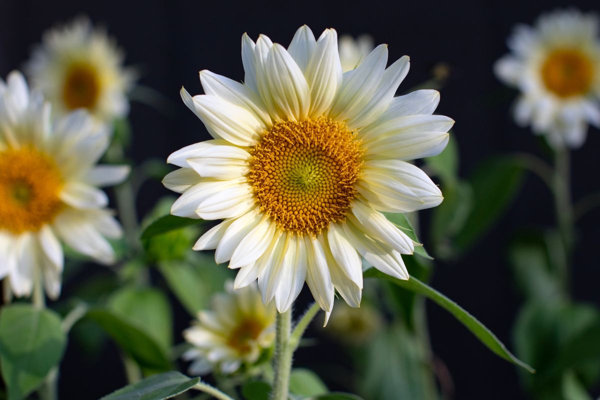 White sunflowers from the ProCut sunflowers series