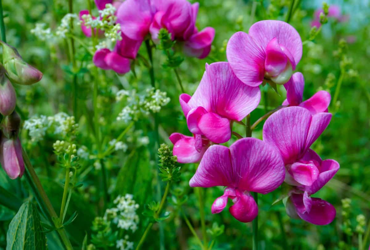 delicate pink sweet pea flowers