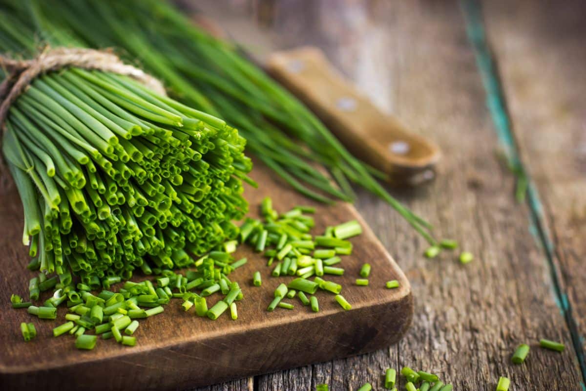 Chopped fresh chives for canning